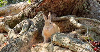 Okunoshima : L’ile aux lapins Okunoshima : L’ile aux lapins