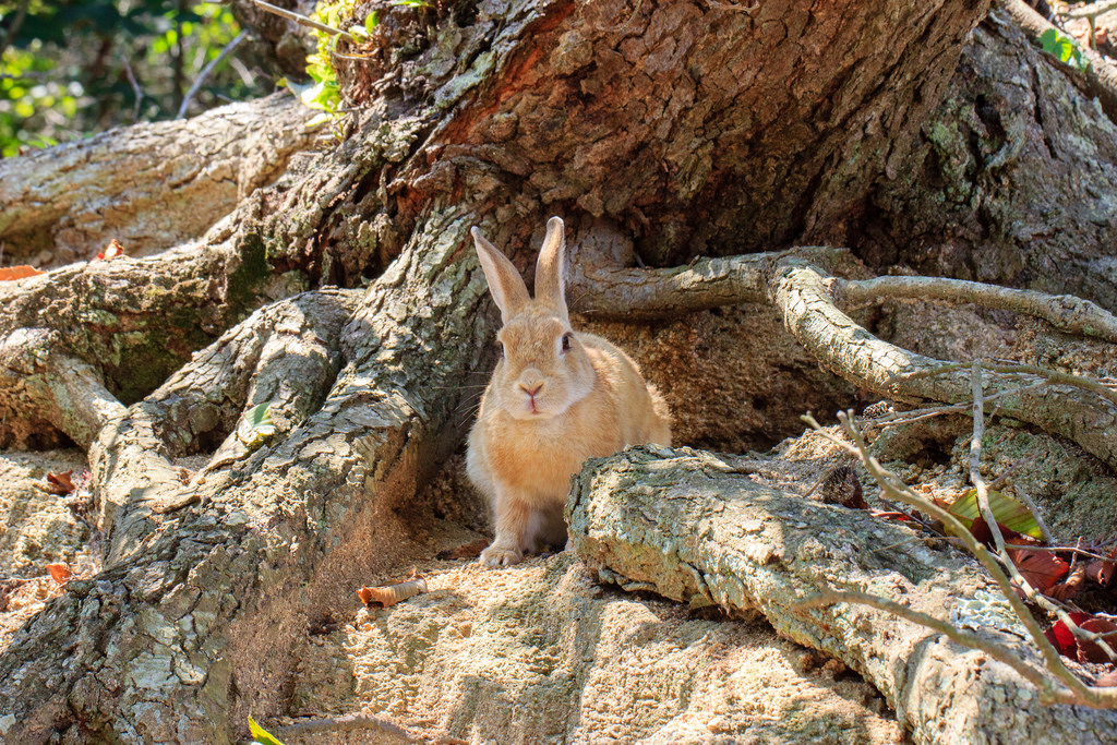 Okunoshima : L’ile aux lapins