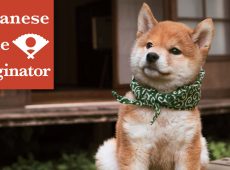 Mamesuke, le chien le plus mignon du Japon